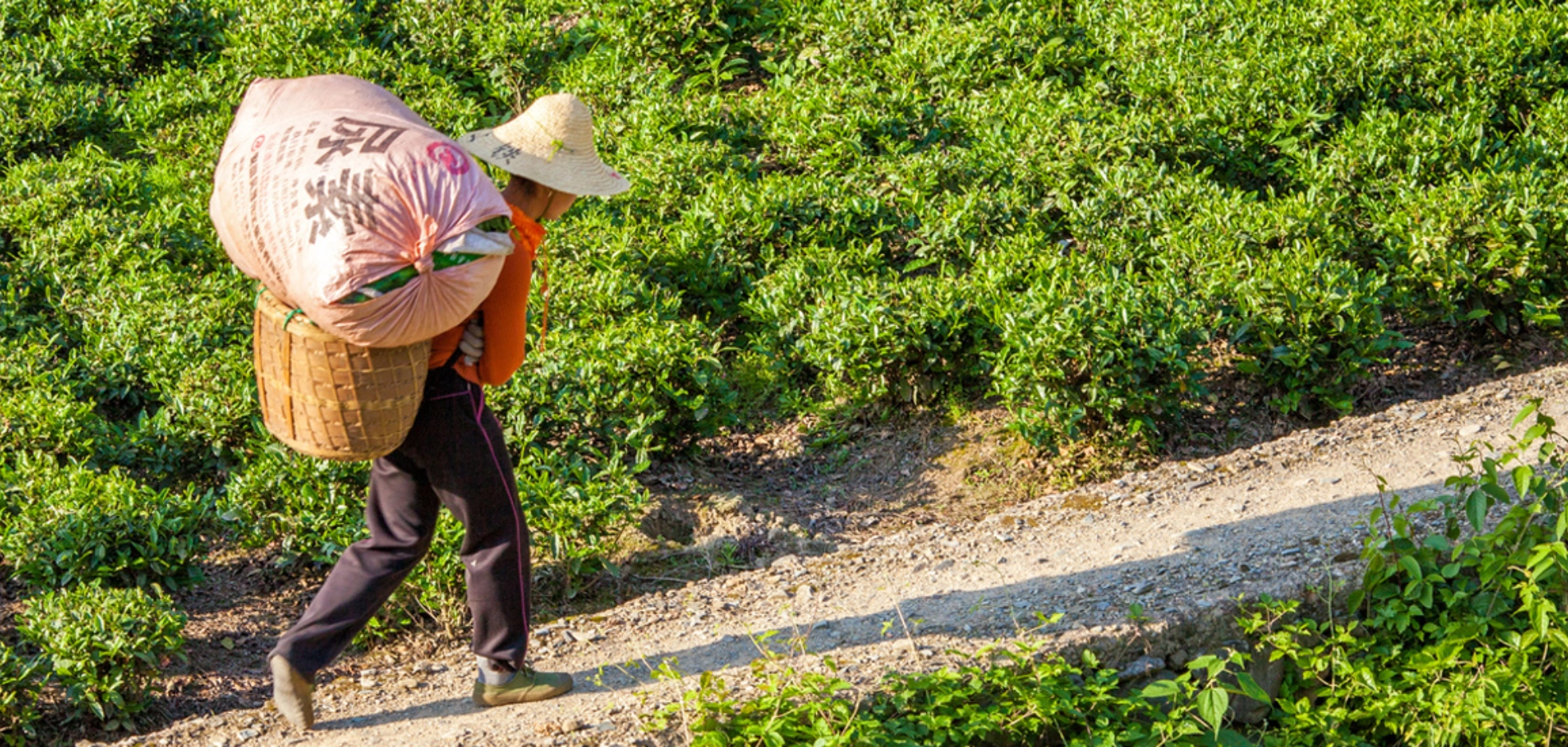 Carousel Image for Tea Guru is located in Farnham and has to offer  Tea Guru Tea Seller  Service Title Tea Seller in Farnham  Service Title  Service Title